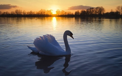 Leaked an_swan header onlyfans leaked