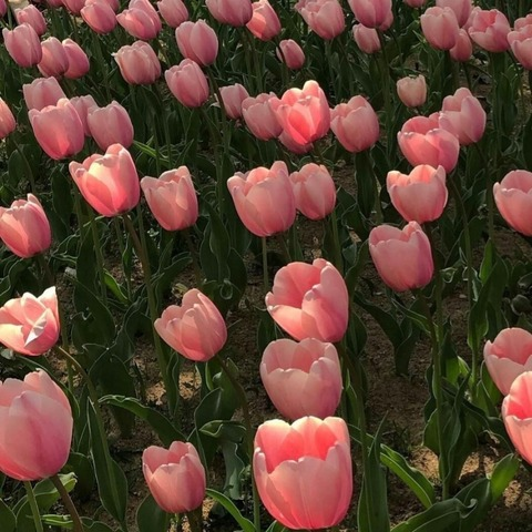 Leaked angelhayley header onlyfans leaked