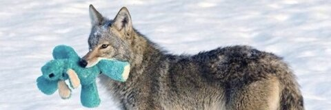 Leaked bbywolf666 header onlyfans leaked