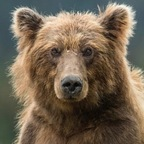 Leaked bearr onlyfans leaked