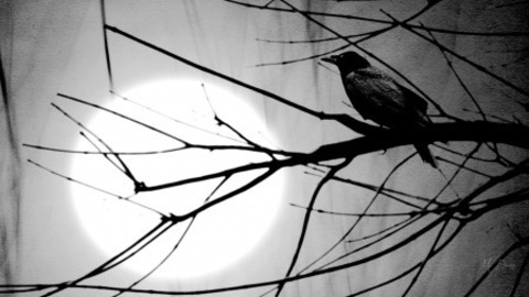 Leaked birdboi header onlyfans leaked