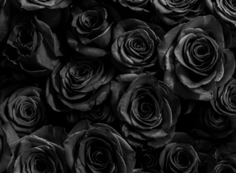 Leaked blackthornedrose header onlyfans leaked