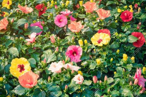Leaked bloominblossombottom header onlyfans leaked