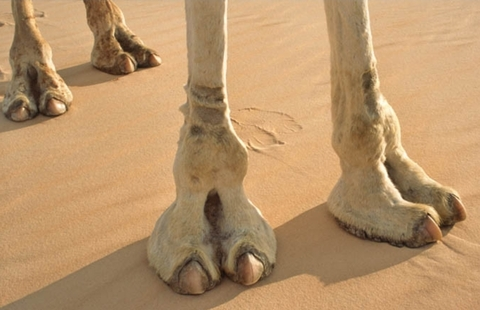 Leaked cameltoes header onlyfans leaked