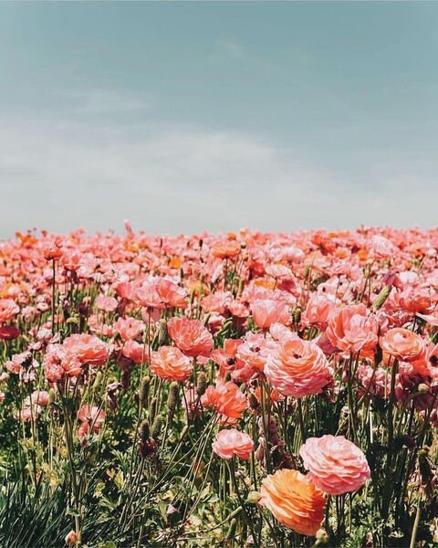 Leaked chelsflowers header onlyfans leaked