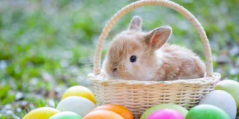 Leaked chubbiebunnyfree header onlyfans leaked