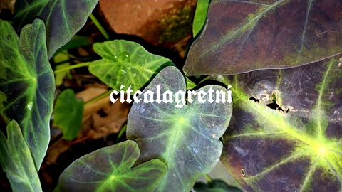 Leaked citcalagretni header onlyfans leaked