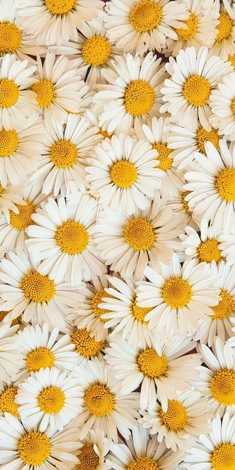 Leaked daisybradley header onlyfans leaked