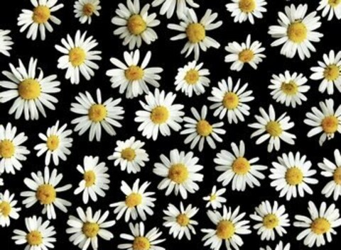 Leaked daisymakesmegocrazy header onlyfans leaked
