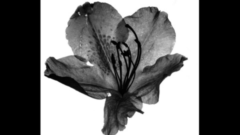Leaked darkpersephone header onlyfans leaked