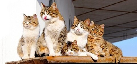 Leaked fatcatttttttttt header onlyfans leaked