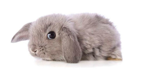 Leaked fluffybunnycarrot header onlyfans leaked