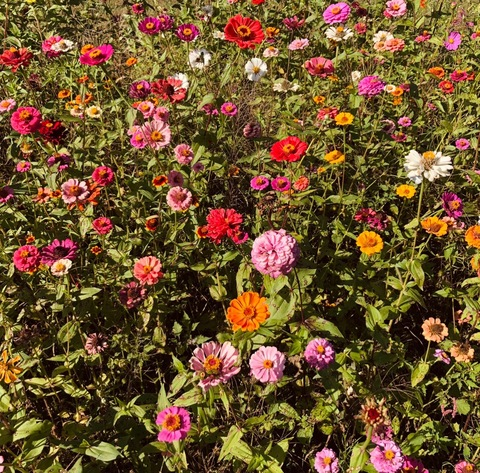 Leaked gardenofnikk header onlyfans leaked