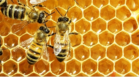 Leaked honeybunney888 header onlyfans leaked