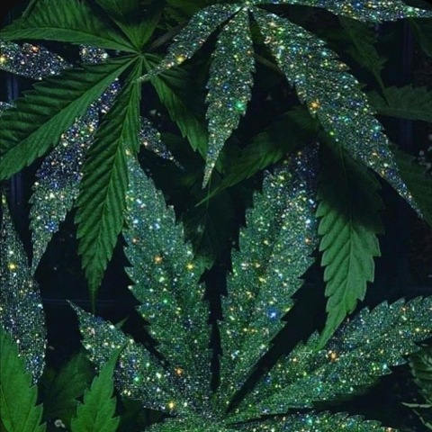 Leaked indica.haze header onlyfans leaked