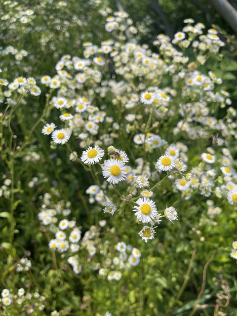 Leaked islaflowers header onlyfans leaked
