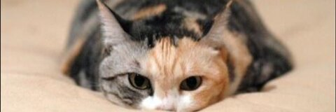 Leaked lucyfurrr header onlyfans leaked