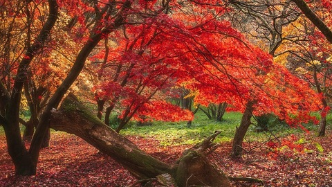 Leaked mapleking header onlyfans leaked