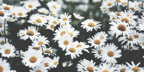 Leaked mira_flowers header onlyfans leaked