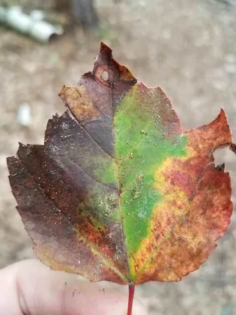 Leaked mothernature666 header onlyfans leaked