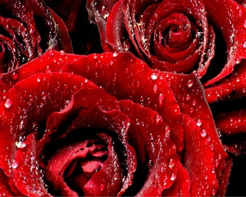 Leaked oliviarose91 header onlyfans leaked