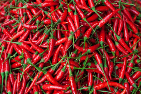 Leaked pepperflavor header onlyfans leaked