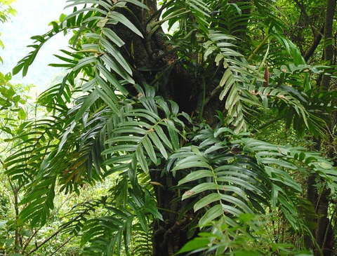 Leaked plantdaddyjoey header onlyfans leaked