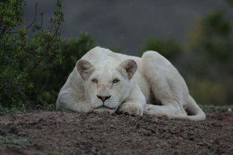 Leaked primal.lioness.nikki header onlyfans leaked