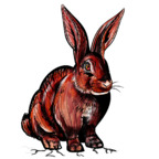 redrabbit6969 Profile Picture