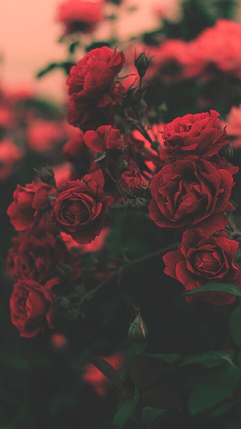 Leaked rosegoddess_free header onlyfans leaked