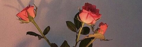 Leaked sadiie header onlyfans leaked