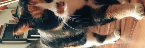 Leaked saraakitten header onlyfans leaked