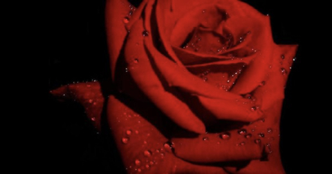 Leaked scarlet_rose header onlyfans leaked