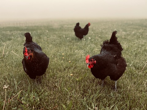 Leaked sexychickenbabe header onlyfans leaked