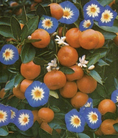 Leaked softlycitrus header onlyfans leaked