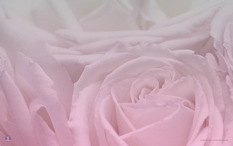 Leaked sophierose02 header onlyfans leaked