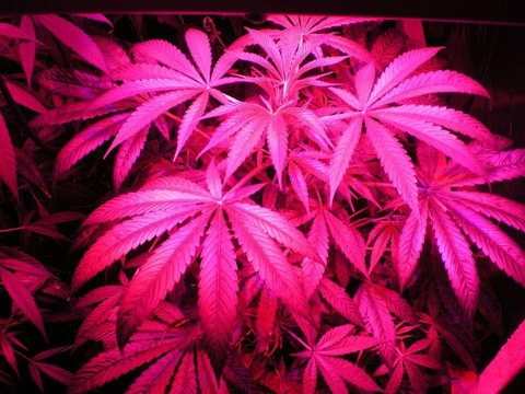 Leaked sourpxtch420 header onlyfans leaked