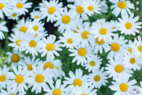 Leaked tsdaisy header onlyfans leaked