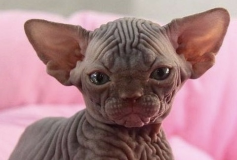 Leaked uglygoblinbaby header onlyfans leaked