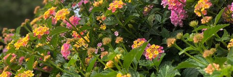 Leaked viennaxxxrose header onlyfans leaked