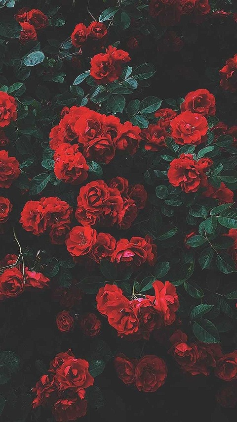 Leaked xobrlbz header onlyfans leaked