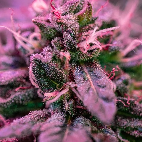 Leaked yeswecannabliss header onlyfans leaked